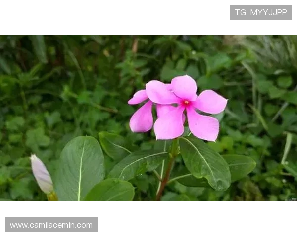 九游PP老虎机最新玩法介绍让你轻松掌握游戏技巧提升中奖率